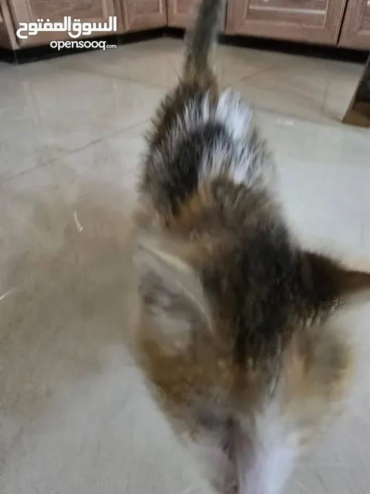 قطط للتبني