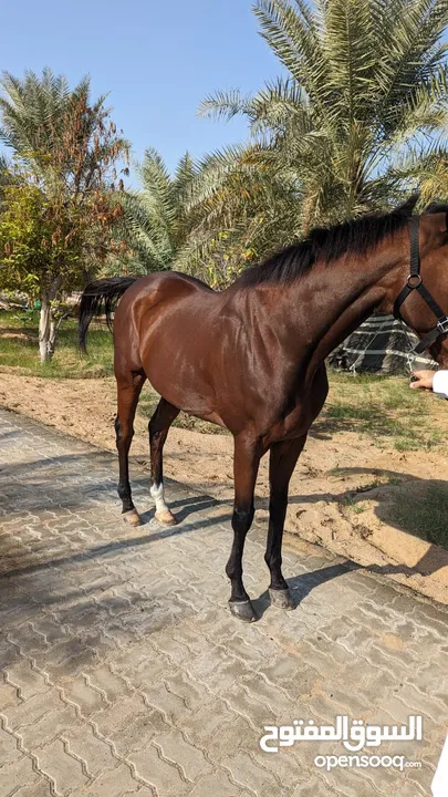 throughbred horse flat racing