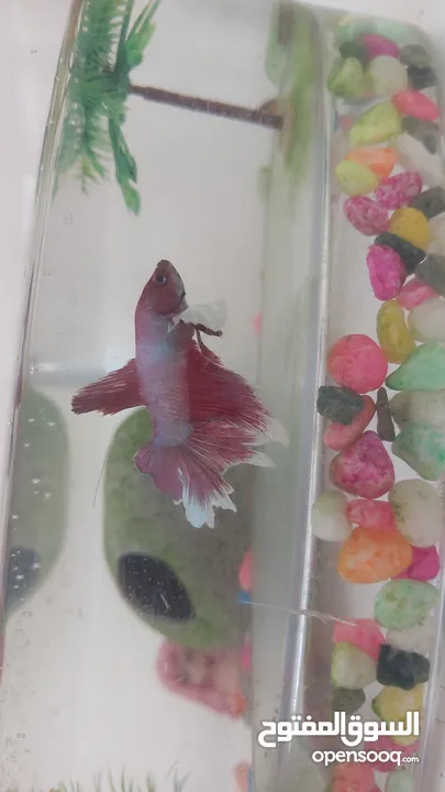 beautiful betta fish with full accessaries  سمكة بيتا هالف مون مع كل العده