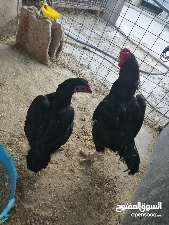 بيض فواخر دجاج الزينة العملاق والمقزم للفقاسات نظام اطقم كما موضح بالصور