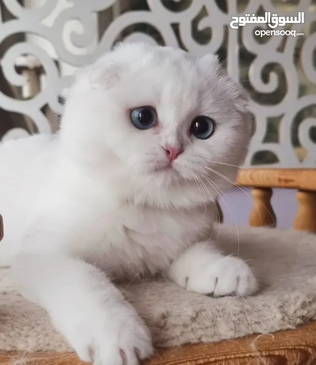 Scottish fold blue eye kitten