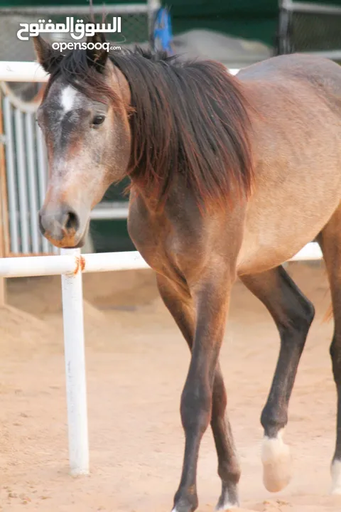 Very beautiful stallion  playfull and friendly .