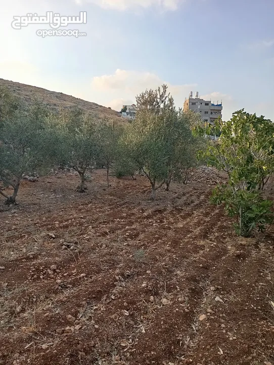 اعلان عن ارض