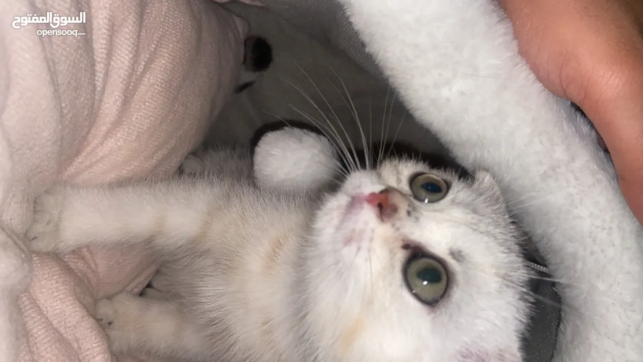 (Scottish Fold Silver Shaded Point Male 5 months - Scottish Fold Grey Female 9  months)