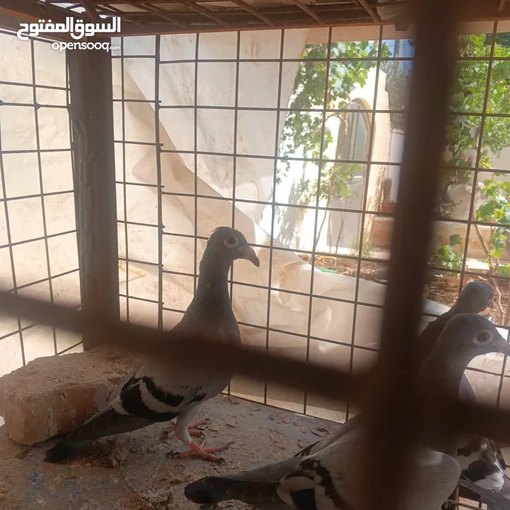 حمام زاجل فطام جديد دماء قوية  ثلاثة فراخ نخب  مطلوب 12دينار  اربع دينار الواحد