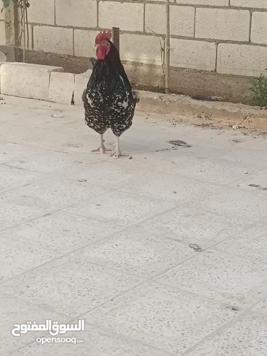 ديك سايكس كرستال عمرو تقريبا 6شهور