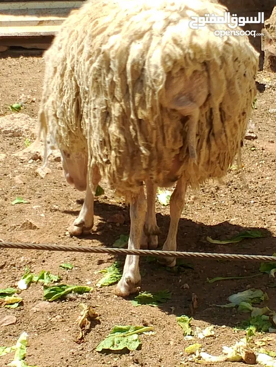 فحل خاروف العساف الفلسطيني