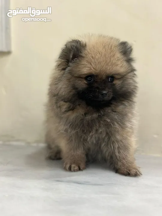 بومرينيان للبيع  Pomeranian Dogs