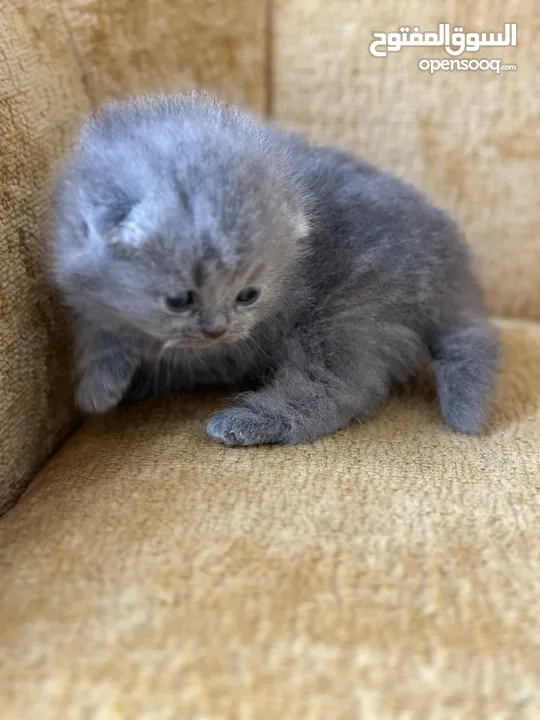 Chubby Scottish fold male and female  Short tail chubby small size With pedigree parents imported