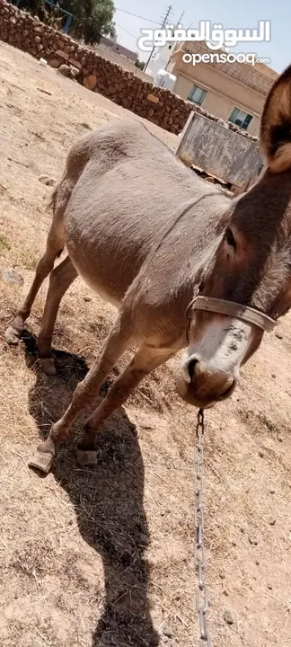 جحشه للبيع انثى  المفرق دير الكهف  السعر 50