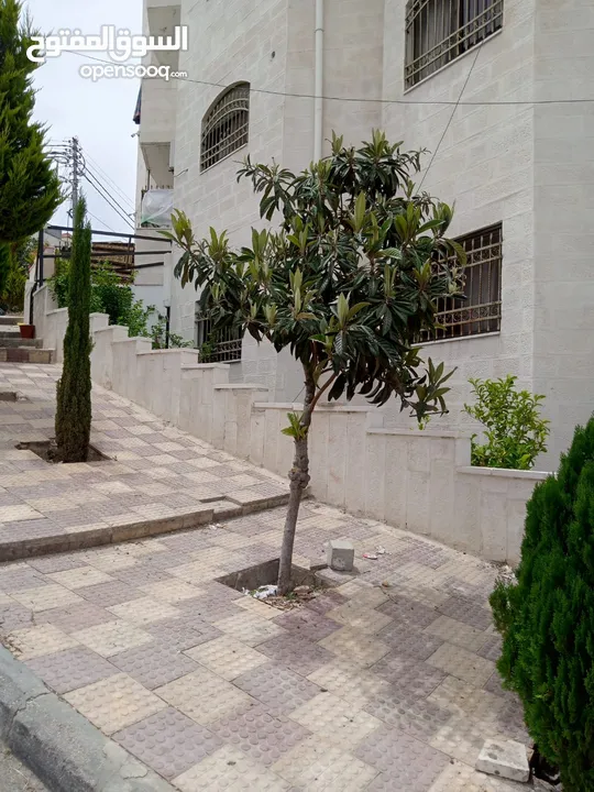 شقة مفروشة  ارضي بالياسمين للايجار الاسبوعي او اليومي  2 furnished bed rooms apartment for rent