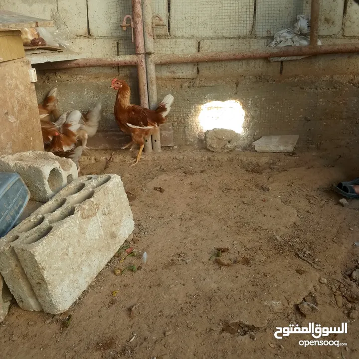 ديوك لوهمن