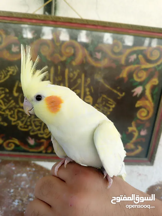 طيور للبيع