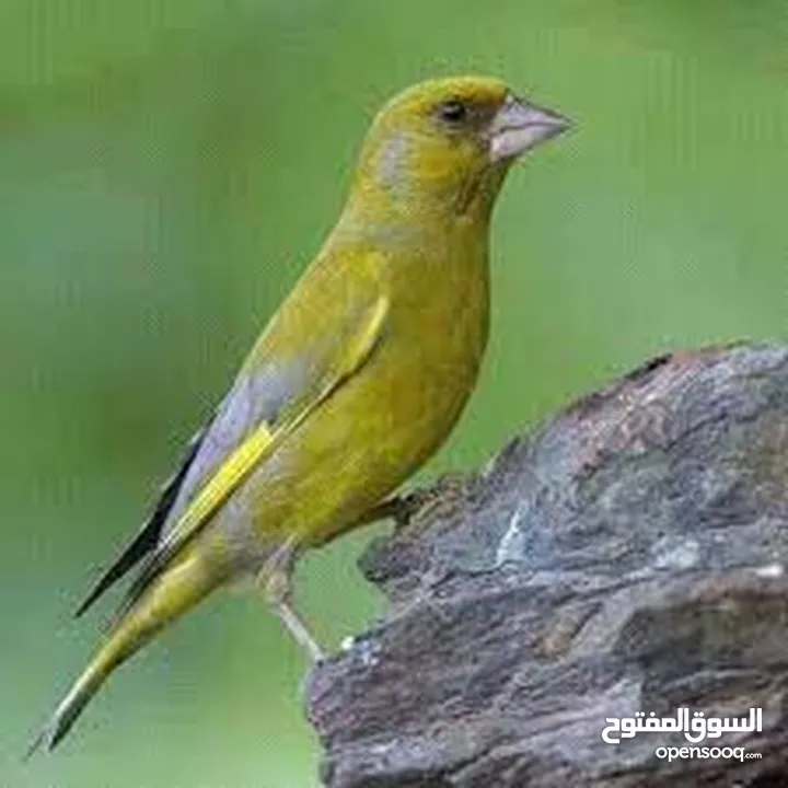 متوفر  طيور  خضري