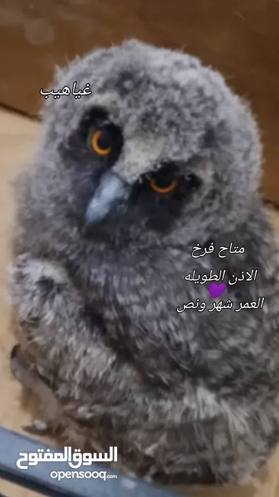 ام قويق)(قزم) 50 شامل قفص وتوصيل  طويلة الاذن العمر شهر فيك تربيها ع كيفك الرقم بالوصف
