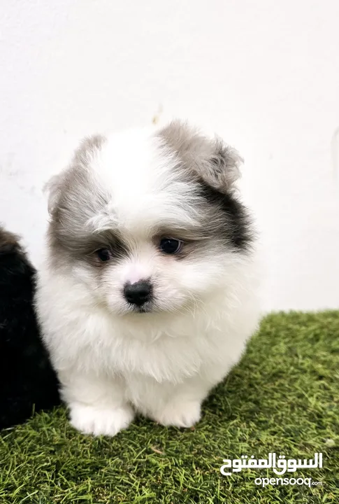 pekingese,pomeranian, jack Russell, mini toy poodle