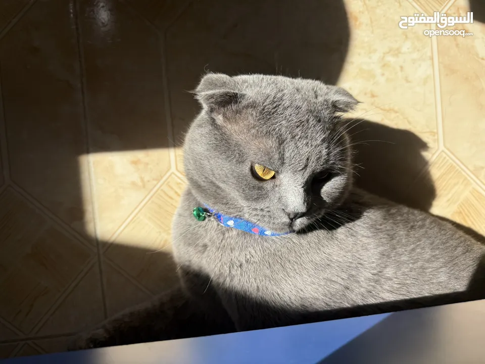 قط Scottish Fold للبيع بسعر مميز