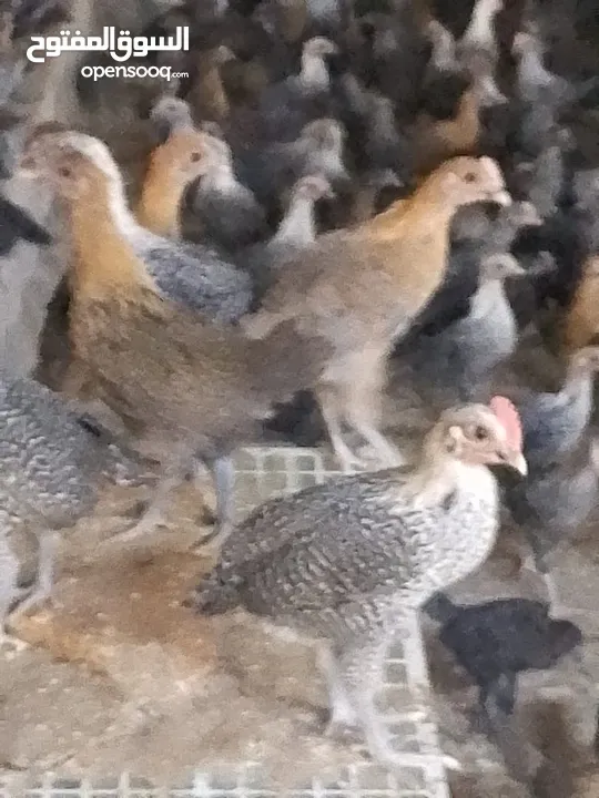 فرخات دجاج عمر شهر ونص