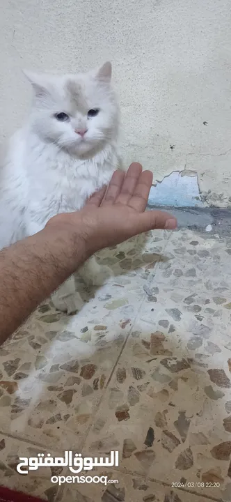 قطة أنثى بيضاء ذات عيون زرقاء
