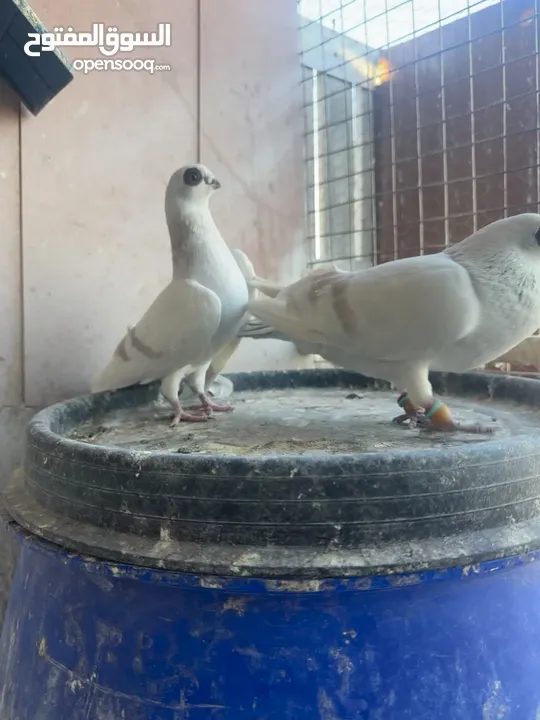 جوز بواز حمر