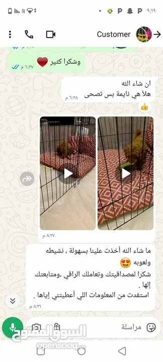 جراء بودل مستويات عالية جدا جدا جدا اهالي استيراد خارجي مستويات خرافية تسليم في أي عياده بيطرية