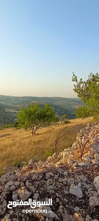 مزرعه  صغريه راقيه على قمه جبل مطله للغرب كوشان مستقل بسعر مميز جدا منطقه مزراع راقيه