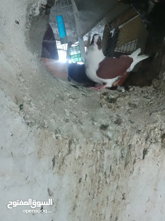 ماشاءالله متاح موجودات طبربور