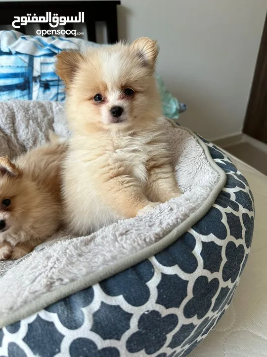 Pomeranian puppy