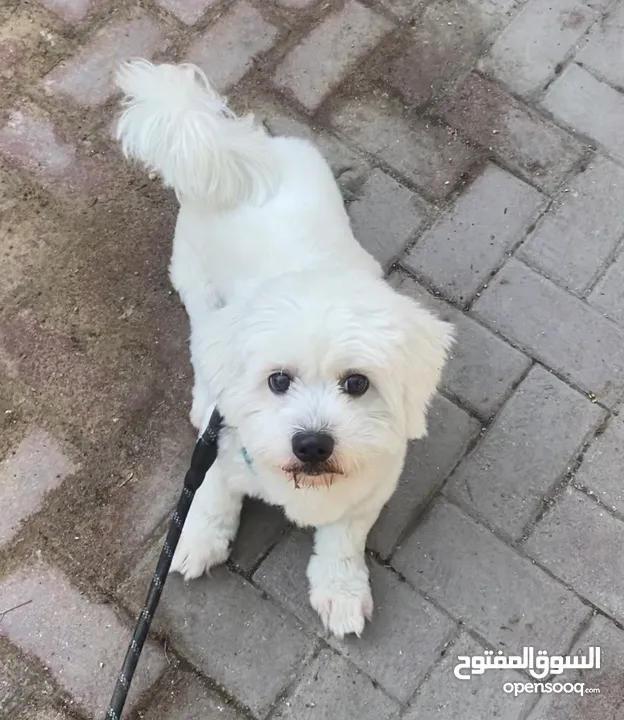 Maltese Shih Tzu mix one year male for free adoption