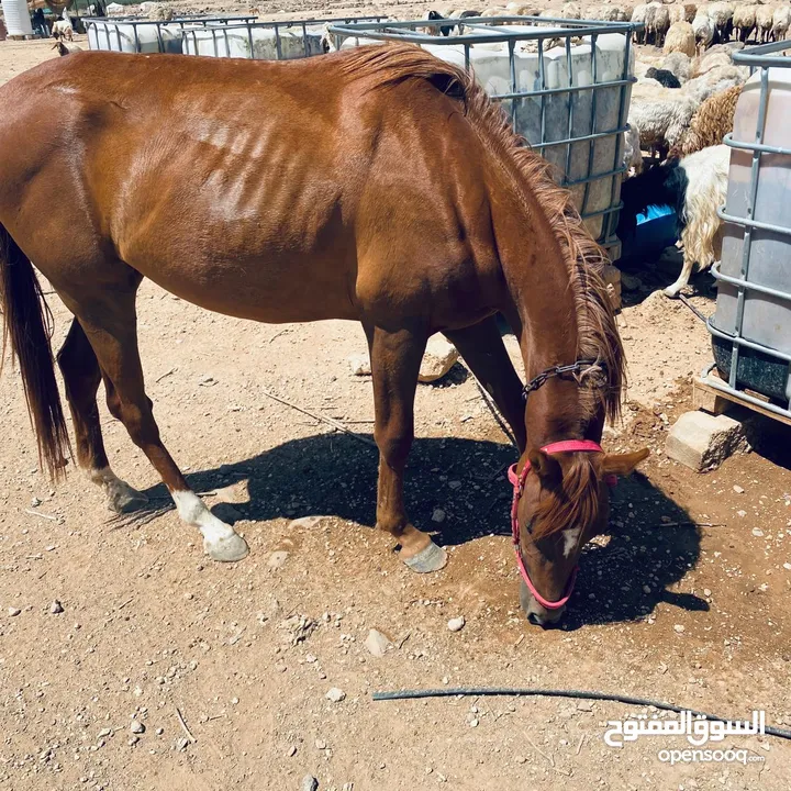 خيل لبيع العمر سنتين