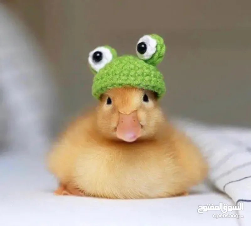 كتاكيت بط (( متجر الكتكوت الصغير ))