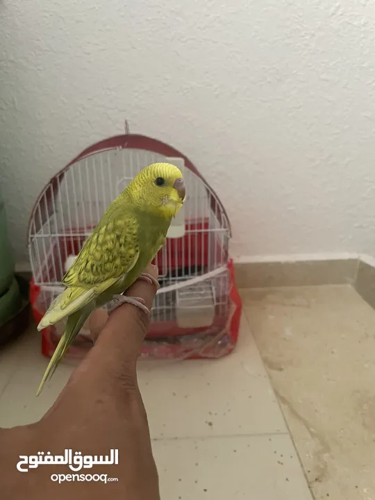 عصافير حب او طيور بادجي ذكور وايناث وزواج