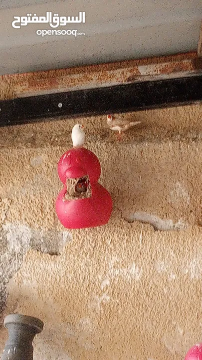 عصافير فينك ( زيبرا ، طيور جنة )
