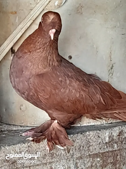 حمام و زغاليل مكاوي الوان و اعمار مختلفة