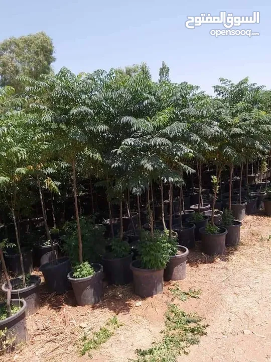 كافة أصناف اشجار الزينه