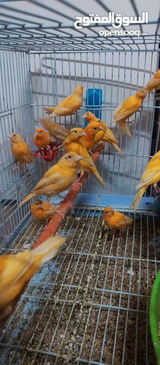 حبات احمر دم وجزري غامق نخب
