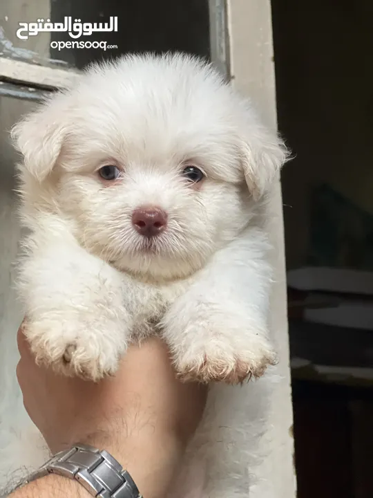 Havanese puppy