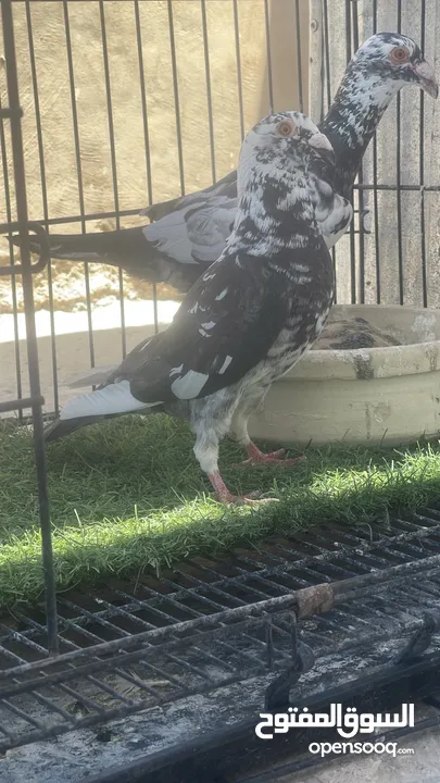 حمام كش و زق