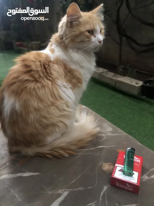 محمد الموقع جنين فلسطين