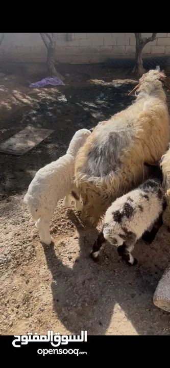 نعجتين جمع طيب وراهن خروف وعبور ذكر الله عليهم