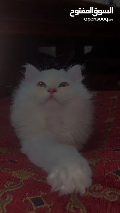 قط شيرازي-سيبيري  Persian-Siberian cat