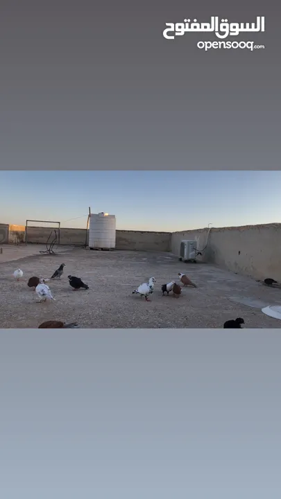 كوم حمام للبيع