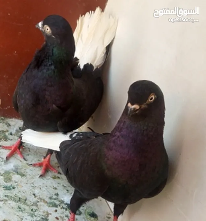 حمام للبيع