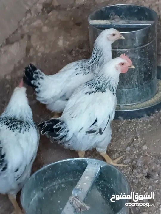 دجاج سايكس إنجليزي