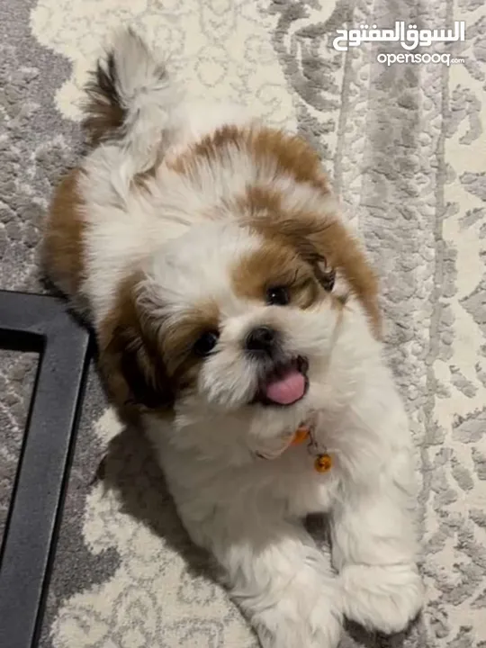 Shihzt pure puppies 2 months old