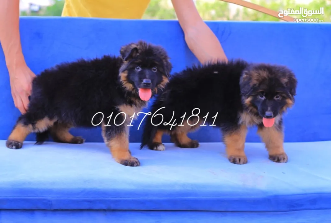 جراوي جيرمان شيبرد شولاين German Shepherd puppies for sale Sho lain