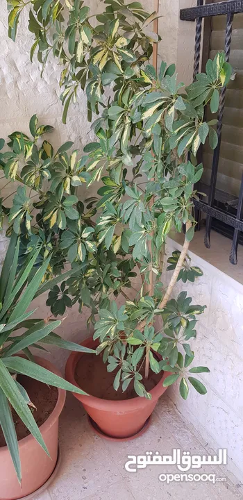 زريعة مشكلة