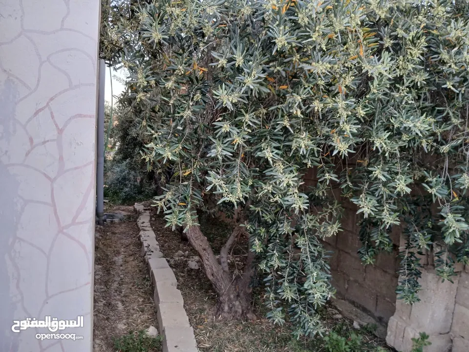 منزل للبيع المفرق بلعما الزيتونه واصل جميع الخدمات منطقة الزيتونة قريب من شارع اوستراد اربد الزرقاء