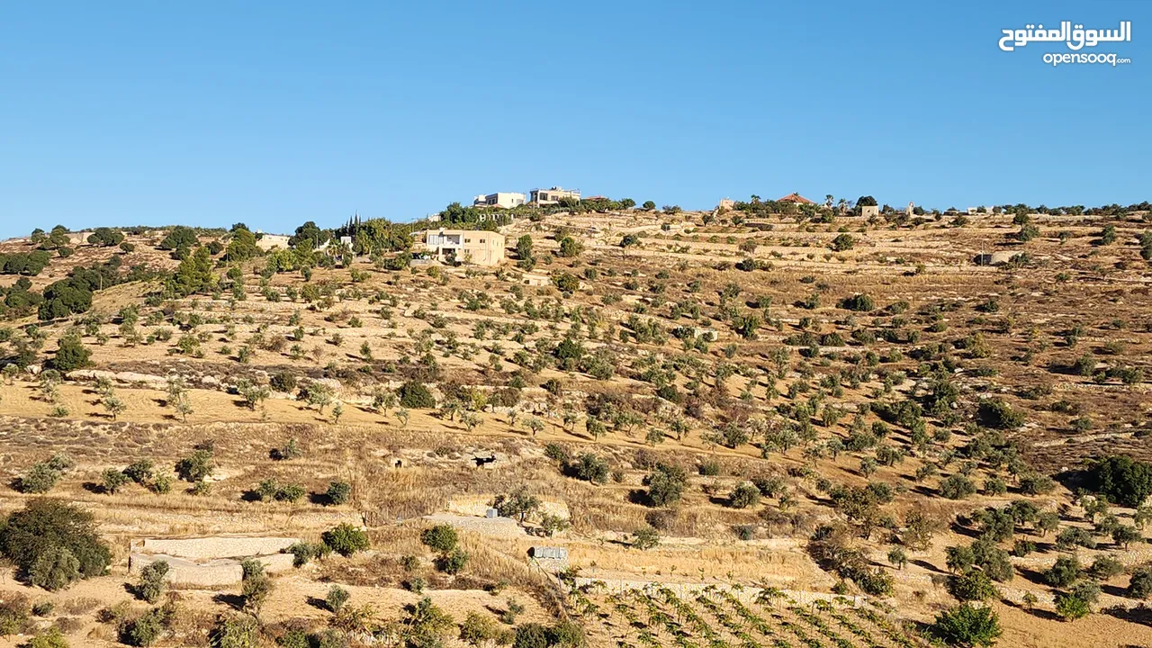 جرش  ثغرة عصفور الغربيه