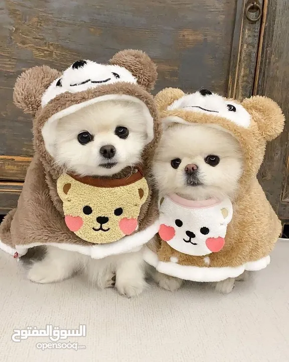 Lovely Pomeranian puppies